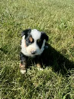 Ally, a female Miniature Australian Shepherd for sale in Iowa City, IA – Photo 7 of 8