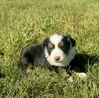 Ally, a female Miniature Australian Shepherd for sale in Iowa City, IA – Photo 3 of 8