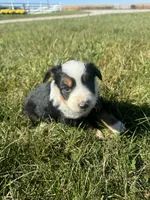 Ally, a female Miniature Australian Shepherd for sale in Iowa City, IA – Photo 6 of 8