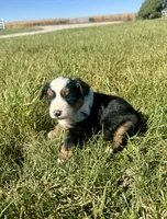 Ally, a female Miniature Australian Shepherd for sale in Iowa City, IA – Photo 1 of 8