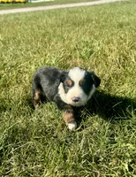 Ally, a female Miniature Australian Shepherd for sale in Iowa City, IA – Photo 5 of 8