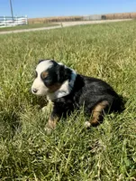 Ally, a female Miniature Australian Shepherd for sale in Iowa City, IA – Photo 2 of 8