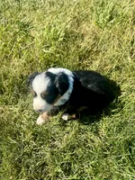 Ally, a female Miniature Australian Shepherd for sale in Iowa City, IA – Photo 8 of 8