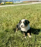 Ally, a female Miniature Australian Shepherd for sale in Iowa City, IA – Photo 4 of 8