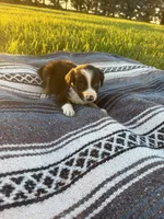 Axel, a male Border Collie for sale in Iowa City, IA – 5 of 6