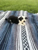 Amy, a female Border Collie for sale in Iowa City, IA – 6 of 6