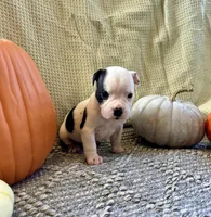 Carl, a male Olde English Bulldogge for sale in Iowa City, IA – Photo 3 of 10