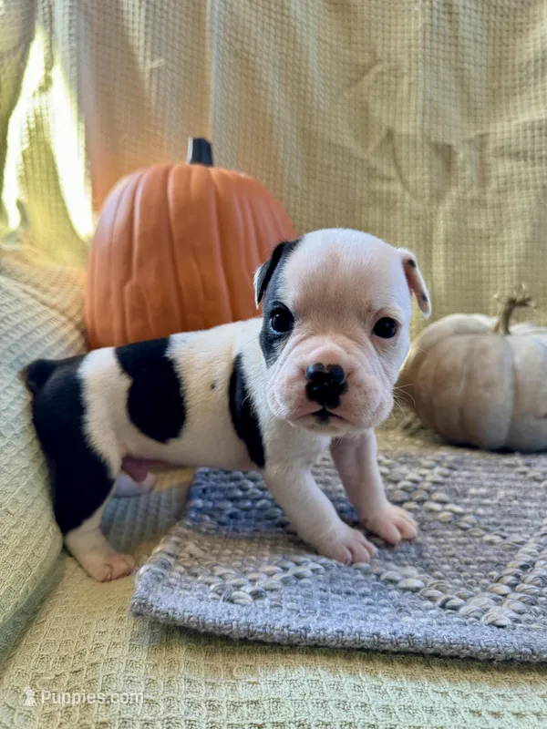 Carl, a male Olde English Bulldogge for sale in Iowa City, IA – Photo 1 of 10