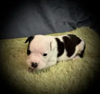 Carl, a male Olde English Bulldogge for sale in Iowa City, IA – Photo 6 of 10