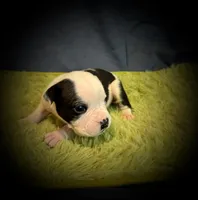 Carl, a male Olde English Bulldogge for sale in Iowa City, IA – Photo 8 of 10