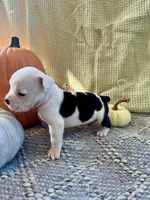 Carl, a male Olde English Bulldogge for sale in Iowa City, IA – Photo 4 of 10
