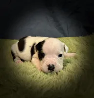 Carl, a male Olde English Bulldogge for sale in Iowa City, IA – Photo 9 of 10