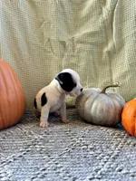 Carl, a male Olde English Bulldogge for sale in Iowa City, IA – Photo 5 of 10