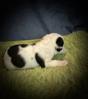 Carl, a male Olde English Bulldogge for sale in Iowa City, IA – Photo 10 of 10