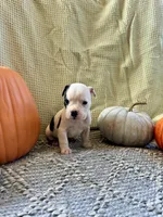 Carl, a male Olde English Bulldogge for sale in Iowa City, IA – Photo 2 of 10