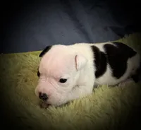Carl, a male Olde English Bulldogge for sale in Iowa City, IA – Photo 7 of 10