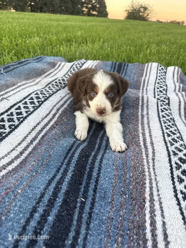 Alfie – Border Collie puppy for sale in Iowa City, IA