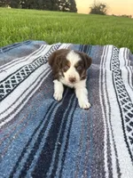 Alfie, a male Border Collie for sale in Iowa City, IA – 1 of 5