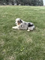 Marshall, a male Miniature Australian Shepherd for sale in Iowa City, IA – Photo 5 of 6