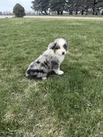 Marshall, a male Miniature Australian Shepherd for sale in Iowa City, IA – Photo 4 of 6