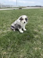 Marshall, a male Miniature Australian Shepherd for sale in Iowa City, IA – Photo 6 of 6