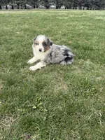 Marshall, a male Miniature Australian Shepherd for sale in Iowa City, IA – Photo 2 of 6