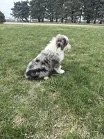 Marshall, a male Miniature Australian Shepherd for sale in Iowa City, IA – Photo 3 of 6