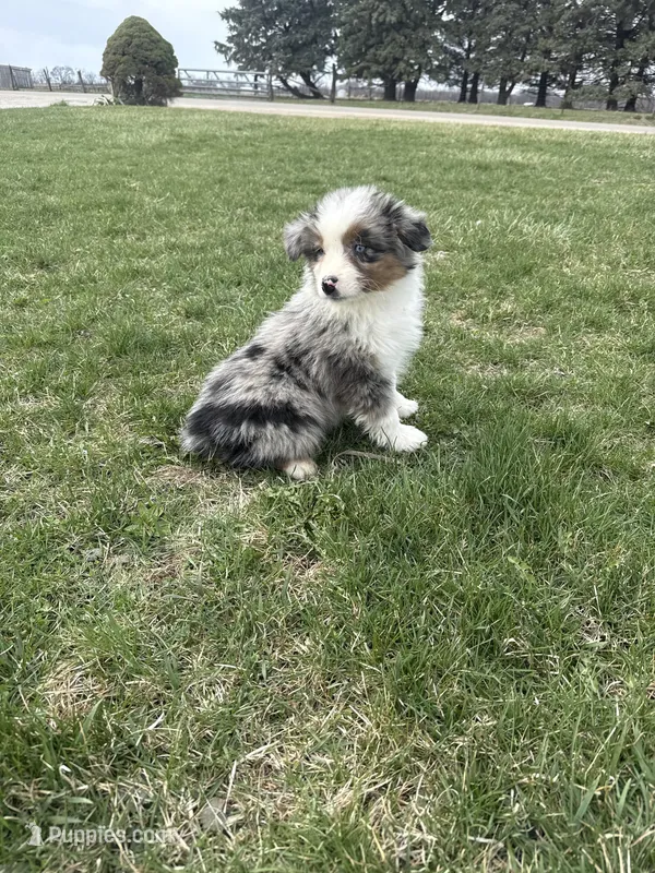 Marshall – Miniature Australian Shepherd puppy for sale in Iowa City, IA