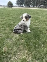 Marshall, a male Miniature Australian Shepherd for sale in Iowa City, IA – Photo 1 of 6