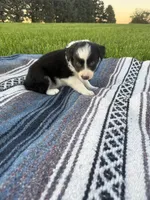 Asher, a male Border Collie for sale in Iowa City, IA – 5 of 5