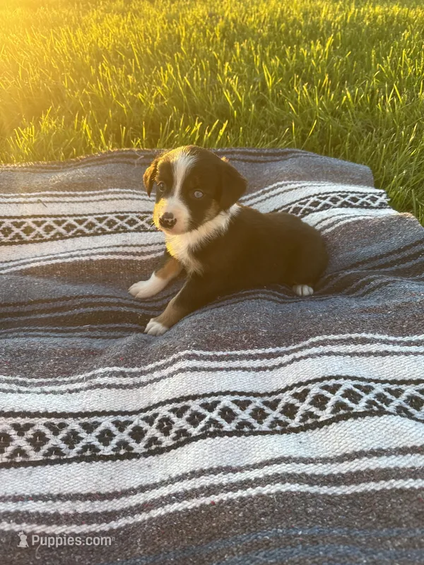 Axel – Border Collie puppy for sale in Iowa City, IA