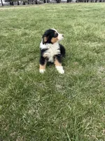 Moose, a male Miniature Australian Shepherd for sale in Iowa City, IA – Photo 6 of 8