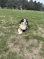 Moose, a male Miniature Australian Shepherd for sale in Iowa City, IA – Photo 7 of 8