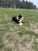Moose, a male Miniature Australian Shepherd for sale in Iowa City, IA – Photo 5 of 8