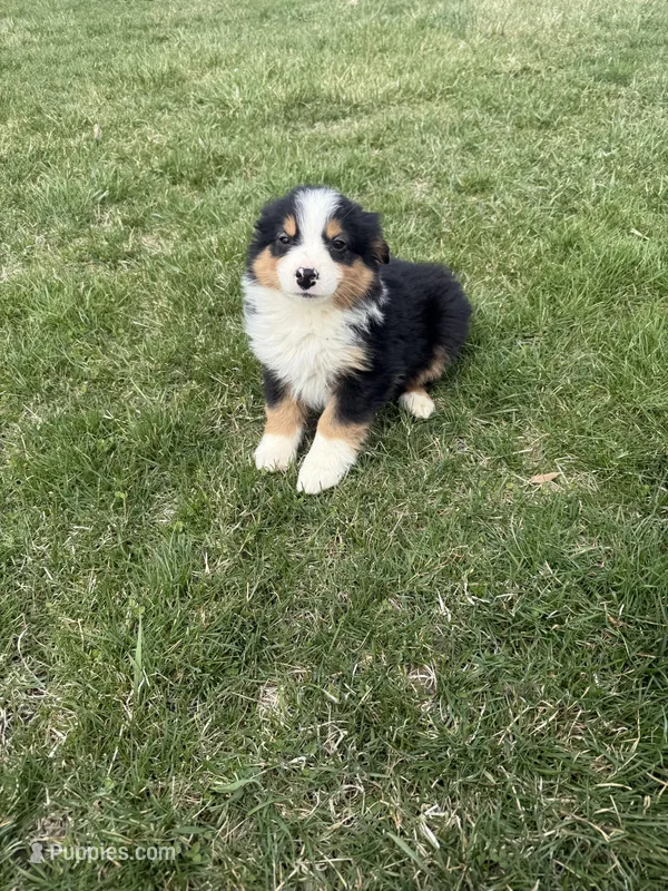 Moose – Miniature Australian Shepherd puppy for sale in Iowa City, IA