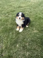 Moose, a male Miniature Australian Shepherd for sale in Iowa City, IA – Photo 1 of 8