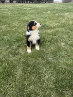 Moose, a male Miniature Australian Shepherd for sale in Iowa City, IA – Photo 8 of 8
