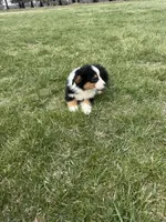 Moose, a male Miniature Australian Shepherd for sale in Iowa City, IA – Photo 3 of 8