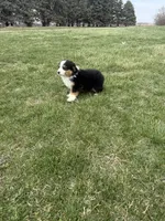 Moose, a male Miniature Australian Shepherd for sale in Iowa City, IA – Photo 2 of 8