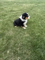 Moose, a male Miniature Australian Shepherd for sale in Iowa City, IA – Photo 4 of 8
