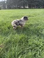 Zuri, a female Miniature Australian Shepherd for sale in Iowa City, IA – 6 of 6