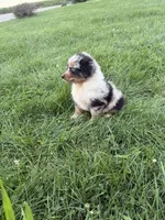 Zara, a female Miniature Australian Shepherd for sale in Iowa City, IA – 2 of 6