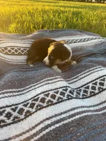 Axel, a male Border Collie for sale in Iowa City, IA – 4 of 6