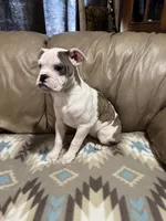 Daja, a female Olde English Bulldogge for sale in Iowa City, IA – Photo 1 of 6