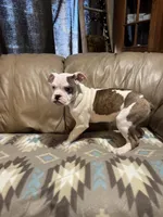 Daja, a female Olde English Bulldogge for sale in Iowa City, IA – Photo 3 of 6