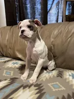 Daja, a female Olde English Bulldogge for sale in Iowa City, IA – Photo 6 of 6