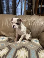 Daja, a female Olde English Bulldogge for sale in Iowa City, IA – Photo 5 of 6