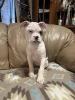 Daja, a female Olde English Bulldogge for sale in Iowa City, IA – Photo 4 of 6