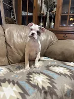 Daja, a female Olde English Bulldogge for sale in Iowa City, IA – Photo 2 of 6