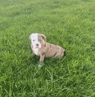 Honey, a female Olde English Bulldogge for sale in Iowa City, IA – Photo 6 of 8